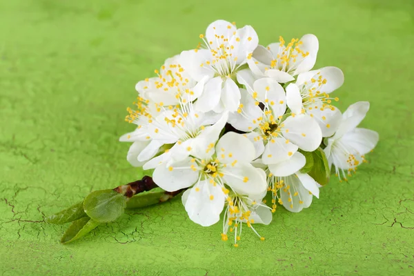 Blooming tree branch with white flowers on wooden background — Stock Photo, Image