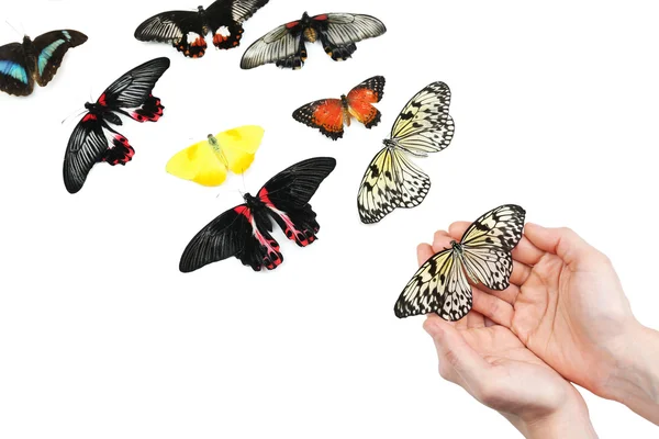 Hermosa mariposa en las manos, aislada en blanco — Foto de Stock