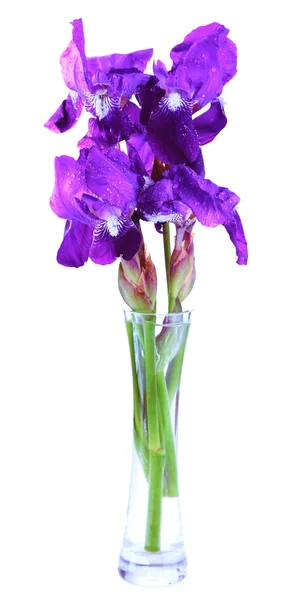 Purple iris flowers in vase, isolated on white — Stock Photo, Image