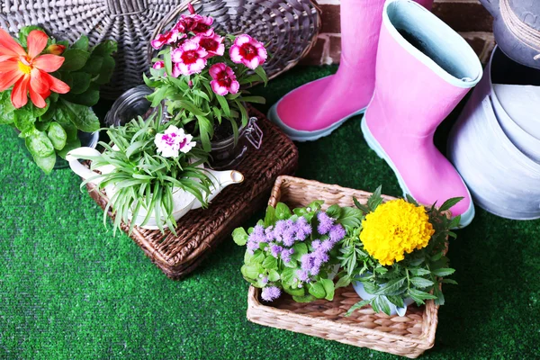 Flores em vasos decorativos e ferramentas de jardim no fundo de grama verde — Fotografia de Stock