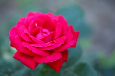 Yeşil bush güzel kırmızı gül