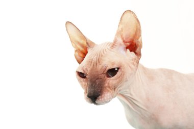 sphynx tüysüz kedi üzerinde beyaz izole