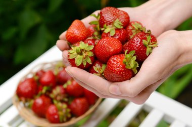 Olgun tatlı çilek parlak zemin üzerine eller içinde