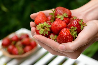 Olgun tatlı çilek parlak zemin üzerine eller içinde