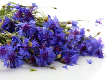 güzel kır çiçekleri beyaz izole