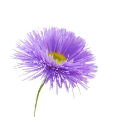 güzel kır çiçekleri beyaz izole