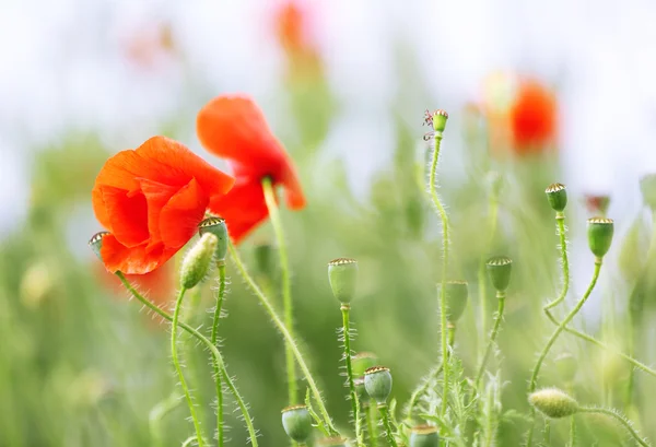 Flores de amapola, al aire libre — Foto de Stock