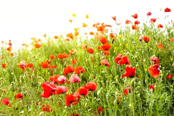 Flores de amapola, al aire libre — Foto de Stock