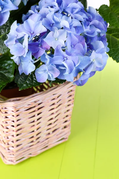 Hydrangea in basket on table close-up — Stock Photo, Image