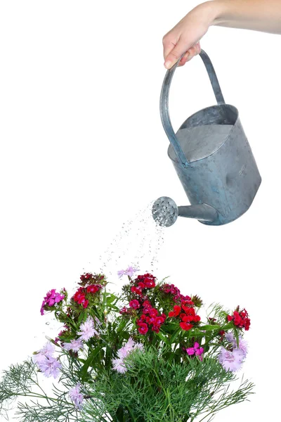 Vatten kan vattning blommor isolerad på vit — Stockfoto