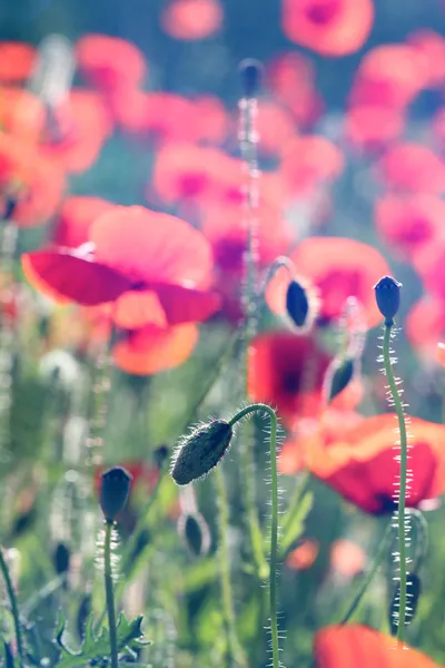 Meadow with beautiful bright red poppy flowers in spring — Stock Photo, Image