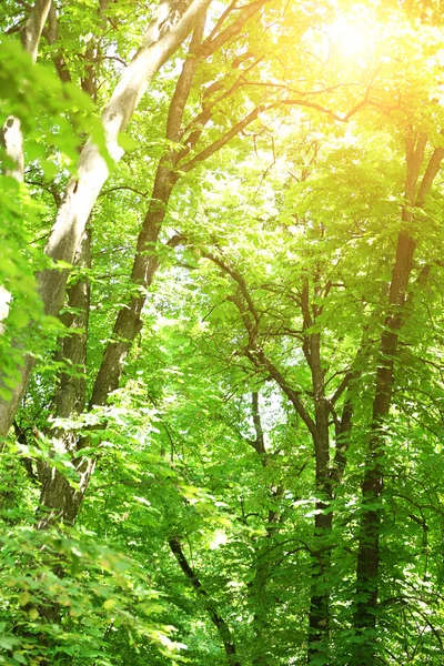 Schöne Bäume im Wald — Stockfoto