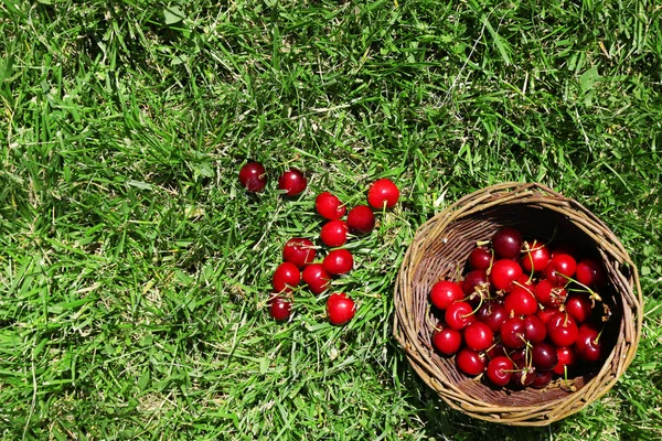 Sweet ripe cherries in wicker basket, on green grass background — Stock Photo, Image