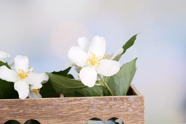 Beautiful spring composition with jasmine flowers — Stock Photo, Image