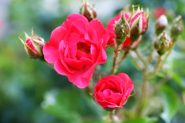 Schöne Rose im Garten — Stockfoto
