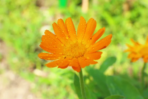 Flor de primavera, ao ar livre — Fotografia de Stock
