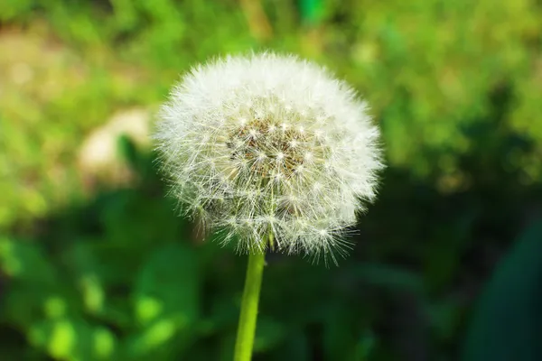 Beautiful dandelion in grass — Stock Photo, Image