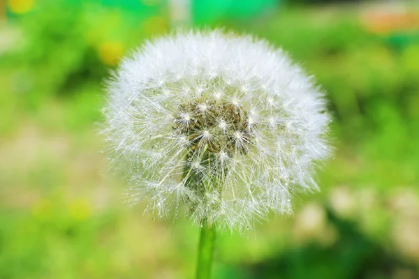 Beautiful dandelion in grass — Stock Photo, Image