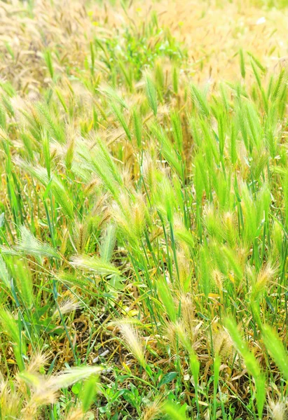 Espiguetas verdes, ao ar livre — Fotografia de Stock