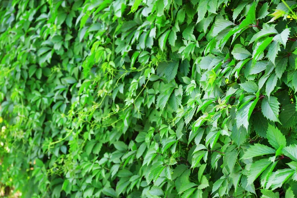 Grüner Efeu blättert Mauer ab — Stockfoto