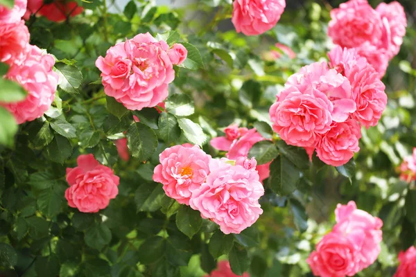 Belles roses sur buisson vert — Photo