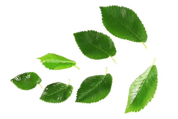 흰색으로 분리 된 푸른 잎들 — 스톡 사진