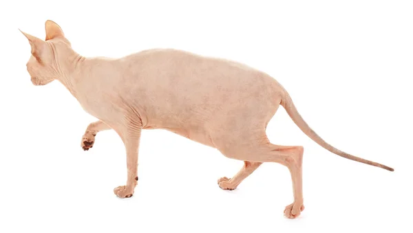 Сфинкс лысый кот изолирован на белом — стоковое фото