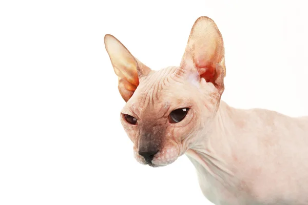 Sphynx tüysüz kedi üzerinde beyaz izole — Stok fotoğraf