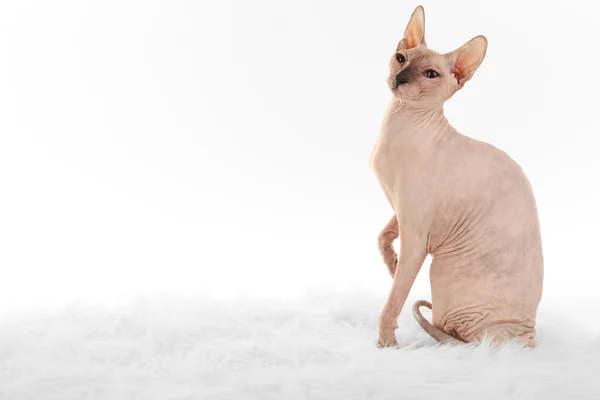 Sphynx hårlös katt isolerad på vit — Stockfoto