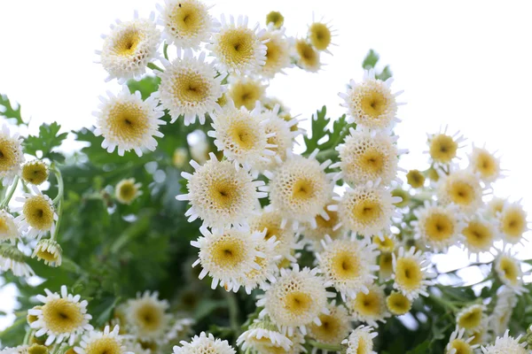 Beautiful wild flowers, close up — Stock Photo, Image