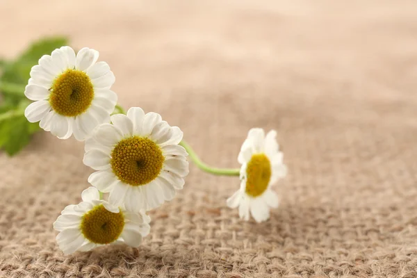 Beautiful wild flowers on burlap background, close up — Stock Photo, Image