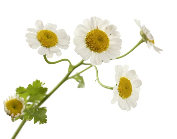 Красиві дикі квіти ізольовані на білому — стокове фото