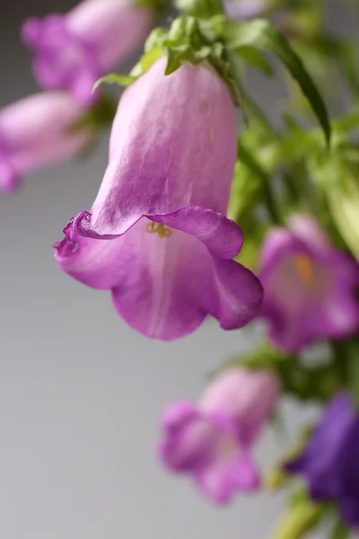 Bellissimi fiori selvatici su sfondo grigio — Foto Stock