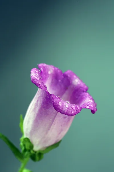 Vackra vilda blomma på grå bakgrund — Stockfoto