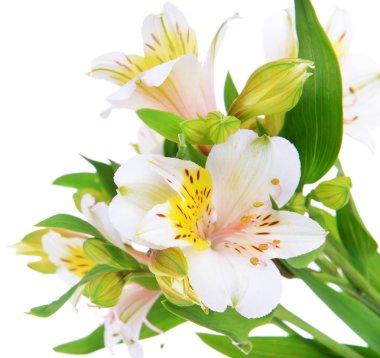 alstroemeria çiçekler üzerinde beyaz izole