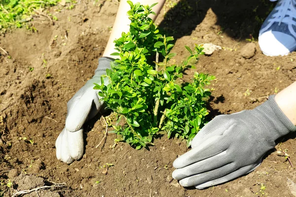 Gardener planting tree in spring — Stock Photo, Image