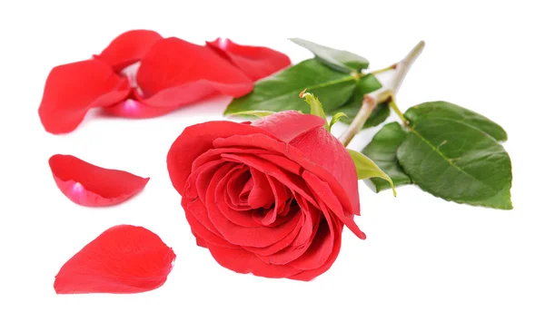 Όμορφα πέταλα από κόκκινα τριαντάφυλλα απομονωμένα σε λευκό — Φωτογραφία Αρχείου