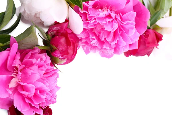 Beautiful pink and white peonies, isolated on white — Stock Photo, Image