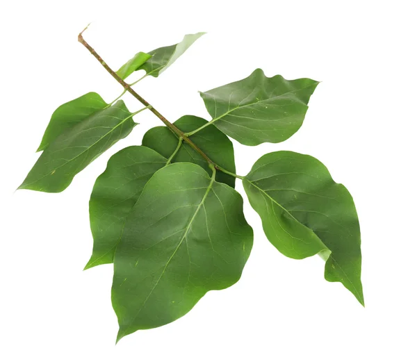 Belle brindille verte isolée sur blanc — Photo