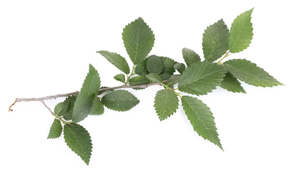 Belle brindille verte isolée sur blanc — Photo