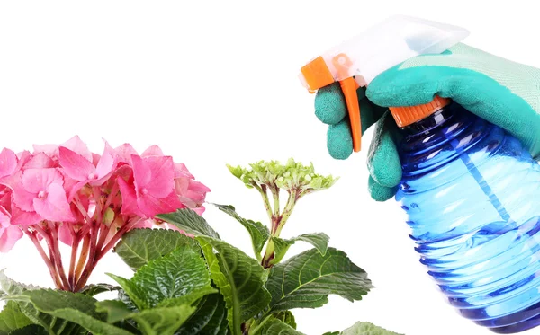 Process of caring for  hydrangea flower isolated on white — Stock Photo, Image