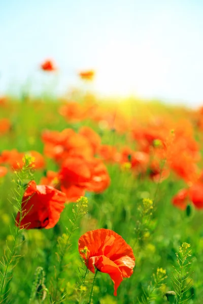 Bellissimi fiori di papavero nel campo — Foto Stock