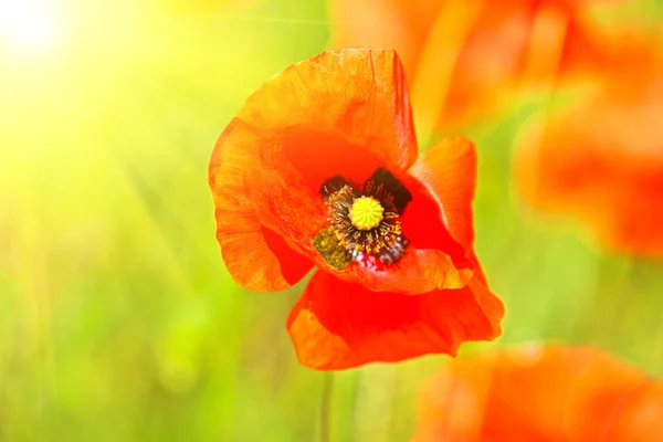 Hermosa flor de amapola en el campo —  Fotos de Stock