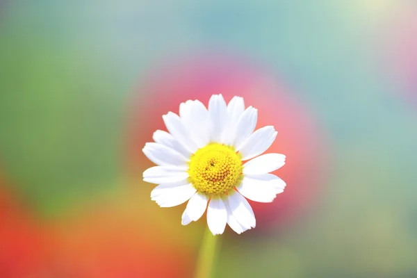 Belle fleur de marguerite, en plein air — Photo