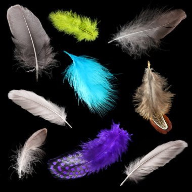 siyah arka plan üzerinde renkli tüyler, kolaj