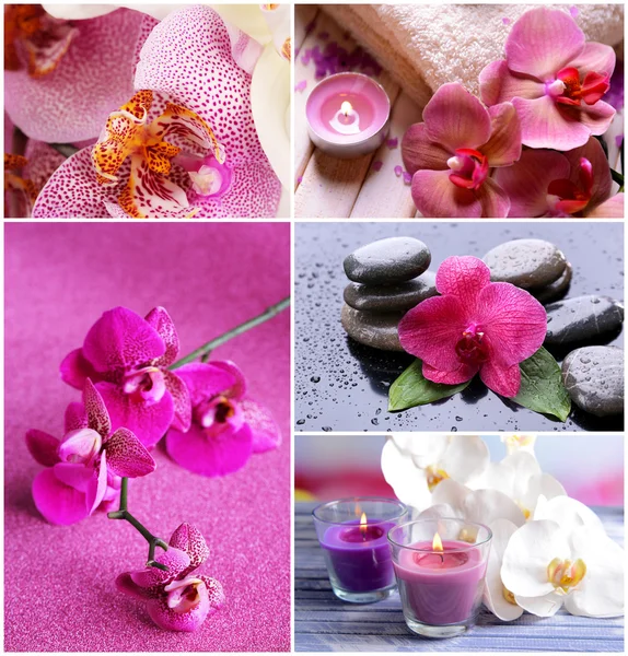 Collage de belles orchidées — Photo