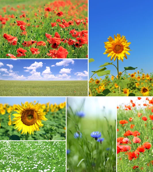 Collage of beautiful fields — Stock Photo, Image