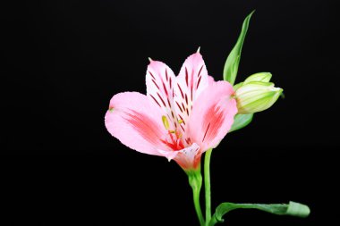 Masanın üzerine koyu gri arka plan üzerinde Vazoda Çiçekler alstroemeria