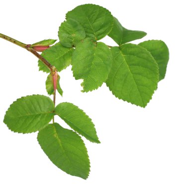 güzel yeşil dal üzerinde beyaz izole