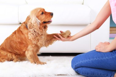 İngiliz cocker spaniel pençe sahibi için verir